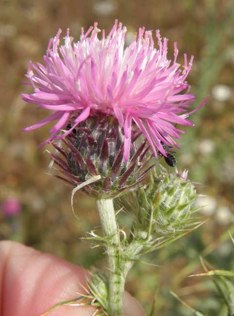 Carduus argyroa / Cardo argiroa